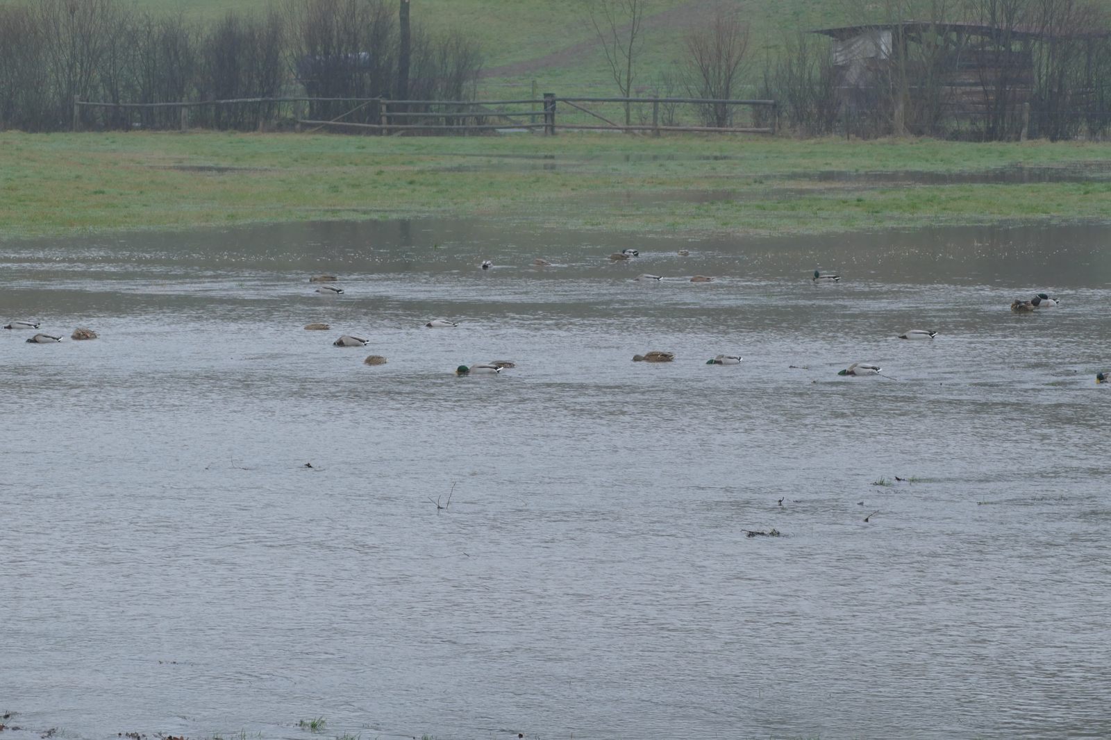 In den Almeauen: 06.01.2019